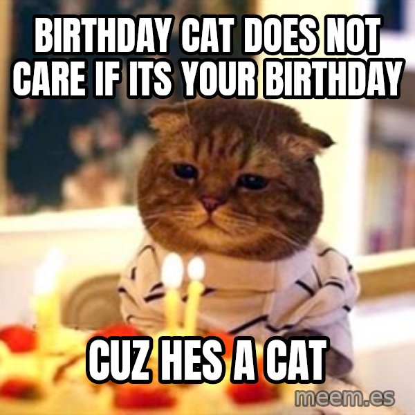 Birthday Cat meme: BIRTHDAY CAT DOES NOT CARE IF ITS YOUR BIRTHDAY / CUZ HES A CAT