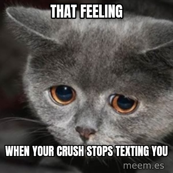 Sadcat meme: that feeling / when your crush stops texting you