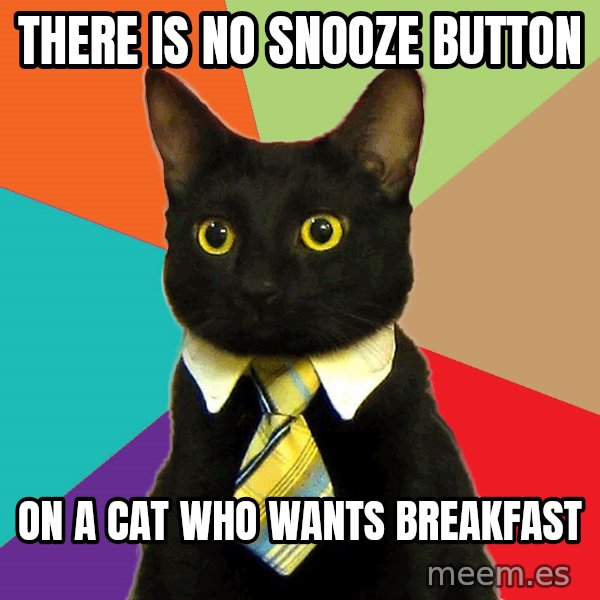 Business Cat meme: there is no snooze button / on a cat who wants breakfast