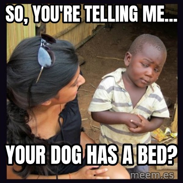 Skeptical 3rd World Kid meme: So, you're telling me... / your dog has a bed?