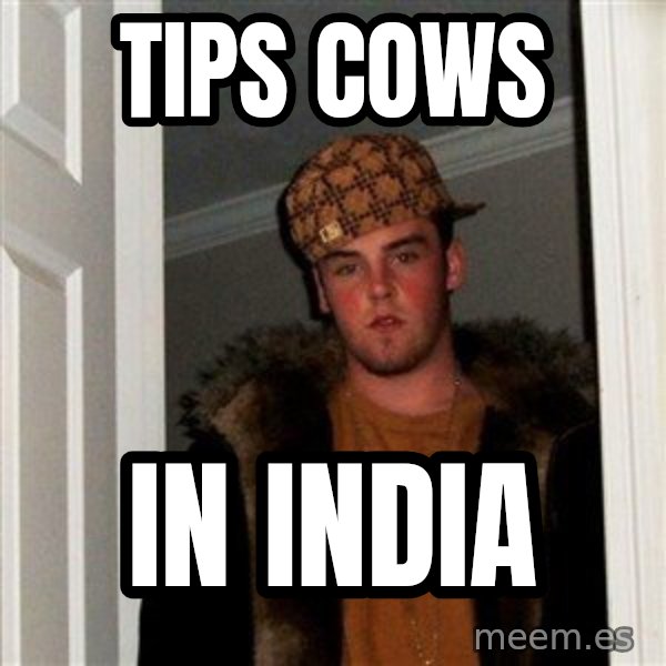 Scumbag Steve meme: tips cows / in india