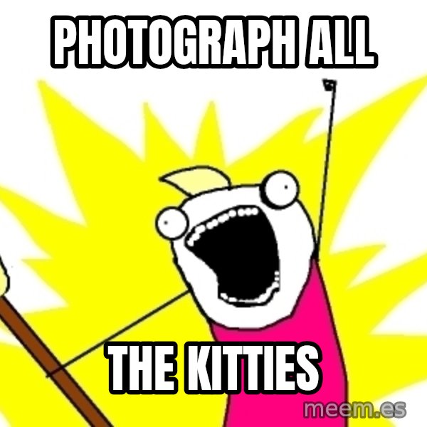 X ALL THE THINGS meme: Photograph all / the kitties