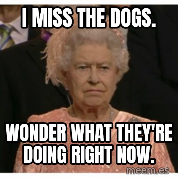 Unimpressed Queen meme: I miss the dogs. / Wonder what they're doing right now.
