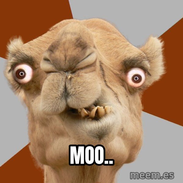 Crazy Camel lol meme: MOO..