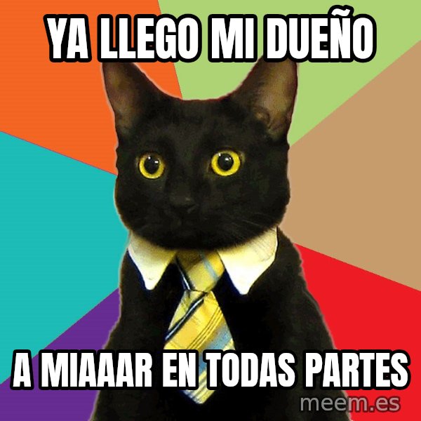 Business Cat meme: ya llego mi dueño / a miaaar en todas partes