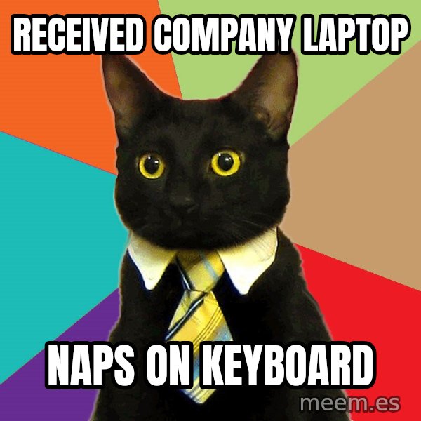 Business Cat meme: received company laptop / Naps on keyboard