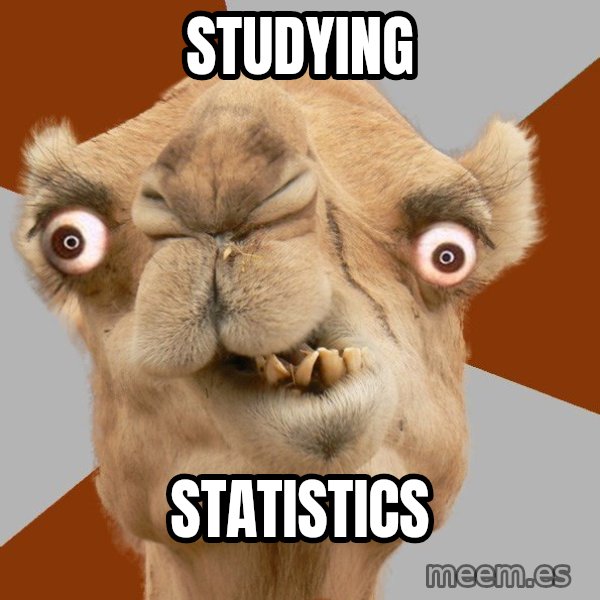 Crazy Camel lol meme: Studying / Statistics