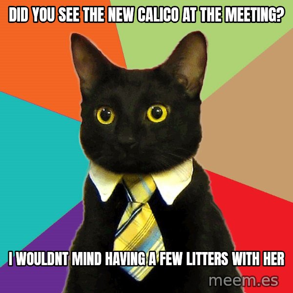 Business Cat meme: did you see the new calico at the meeting? / i wouldnt mind having a few litters with her