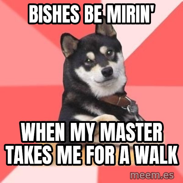 Cool Dog meme: bishes be mirin' / when my master takes me for a walk