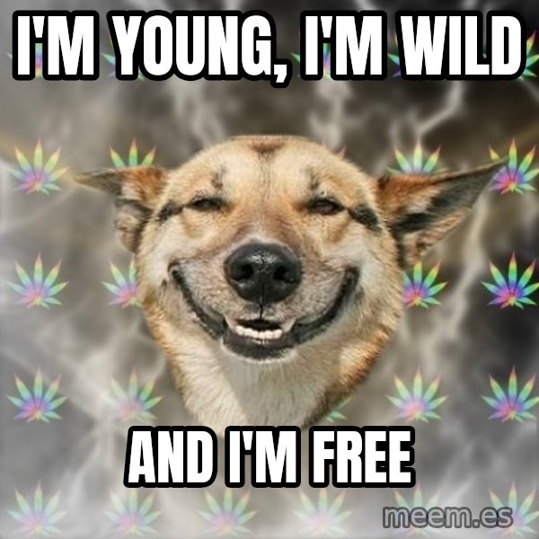 Stoner Dog meme: i'm young, i'm wild / and i'm free