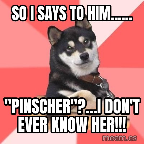 Cool Dog meme: so i says to him...... / "pinscher"?...i don't ever know her!!!