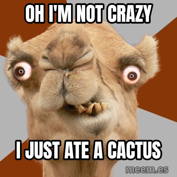 Crazy Camel lol meme: OH I'M NOT CRAZY / I JUST ATE A CACTUS