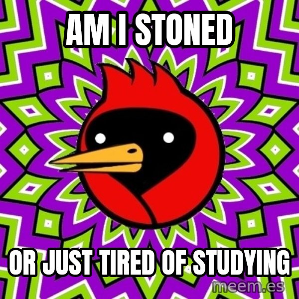 Omsk Crow meme: Am i stoned / Or just tired of studying
