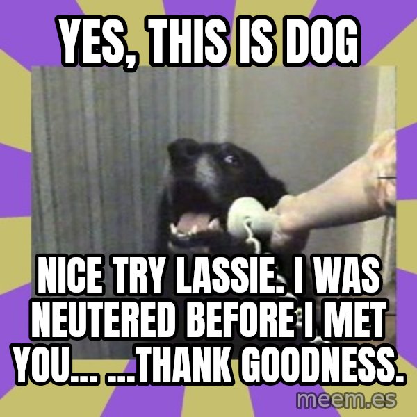 Yes, this is dog! meme: Yes, this is dog / Nice try lassie. i was neutered before I met you...        ...thank goodness.