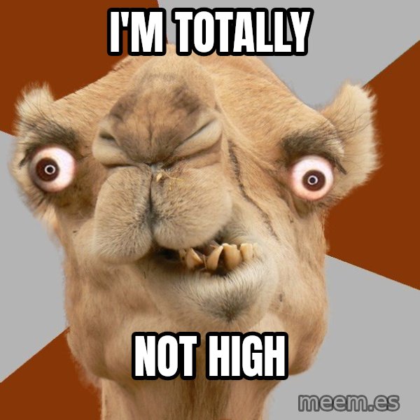 Crazy Camel lol meme: I'M TOTALLY / NOT HIGH