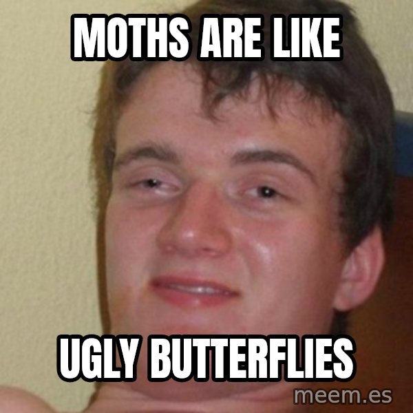really high guy meme: moths are like / ugly butterflies