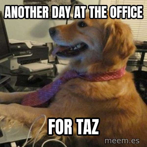 I have no idea what I'm doing - Dog with Tie meme: ANOTHER DAY AT THE OFFICE / FOR TAZ