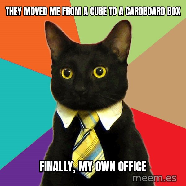 Business Cat meme: They moved me from a cube to a cardboard box / finally, my own office