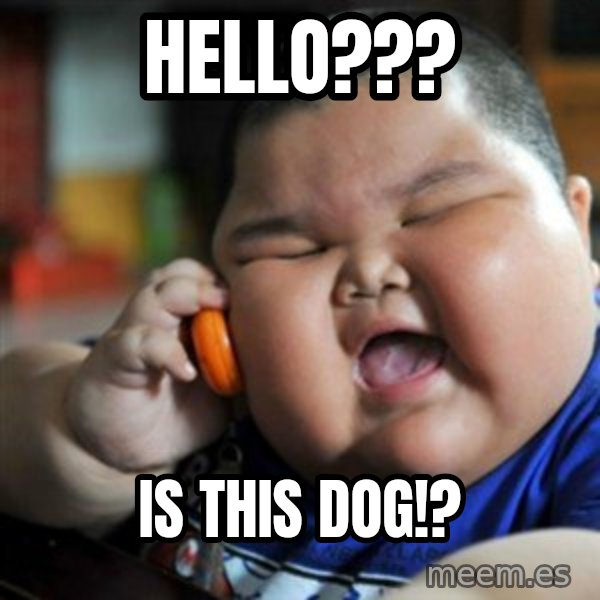 fat chinese kid meme: hello??? / is this dog!?