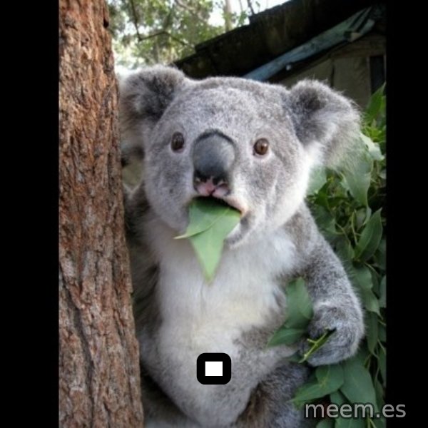 Koala can't believe it meme: .