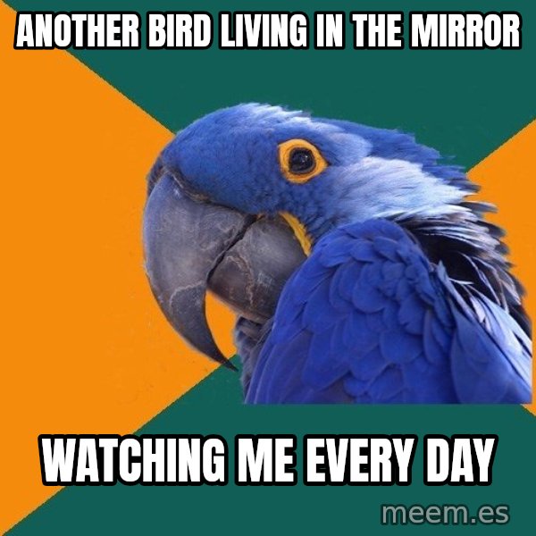 Paranoid Parrot meme: another bird living in the mirror / watching me every day