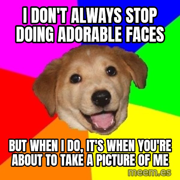 Advice Dog meme: I don't always stop doing adorable faces / but when i do, it's when you're about to take a picture of me