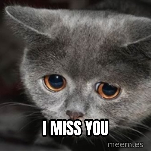 Sadcat meme: I miss you