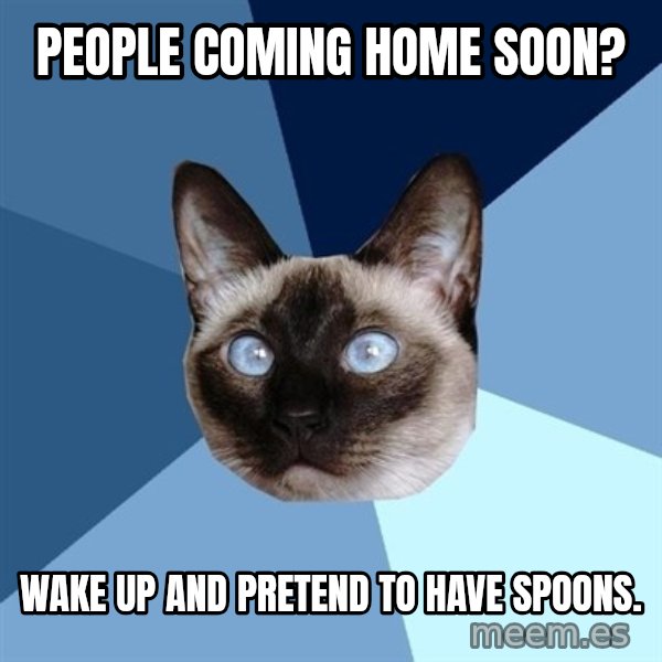 Chronic Illness Cat meme: People coming home soon? / Wake up and pretend to have spoons.