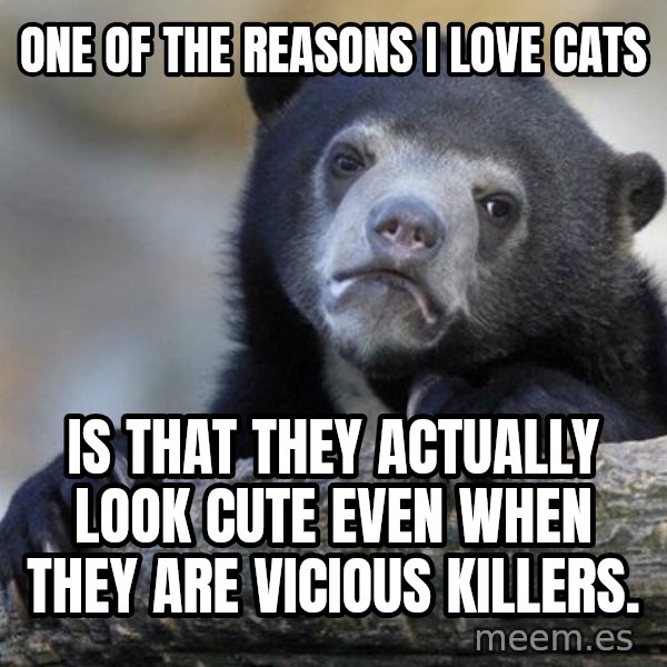 Confession Bear meme: one of the reasons i love cats / is that they actually look cute even when they are vicious killers.