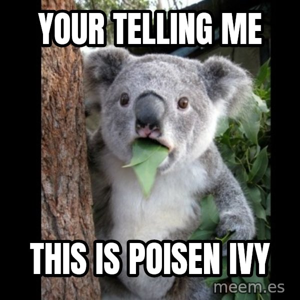 Koala can't believe it meme: your telling me / this is poisen ivy