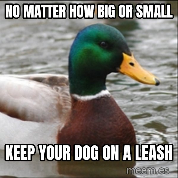 Actual Advice Mallard 1 meme: NO MATTER HOW BIG OR SMALL / KEEP YOUR DOG ON A LEASH