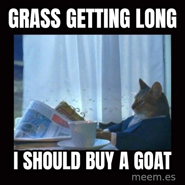 i should buy a boat cat meme: Grass getting long / I should buy a goat