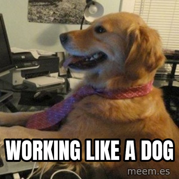 I have no idea what I'm doing - Dog with Tie meme: working like a dog