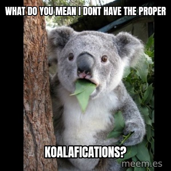 Koala can't believe it meme: what do you mean i dont have the proper / koalafications?