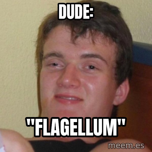 Really Stoned Guy meme: DUDE: / "FLAGELLUM"