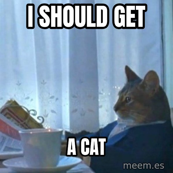newspaper cat realization meme: I should get / a cat