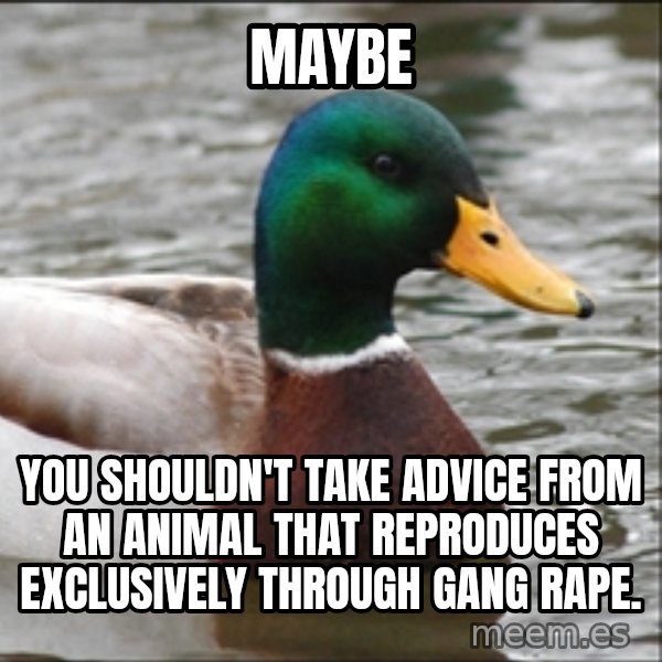 Actual Advice Mallard 1 meme: Maybe / You shouldn't take advice from an animal that reproduces exclusively through gang rape.