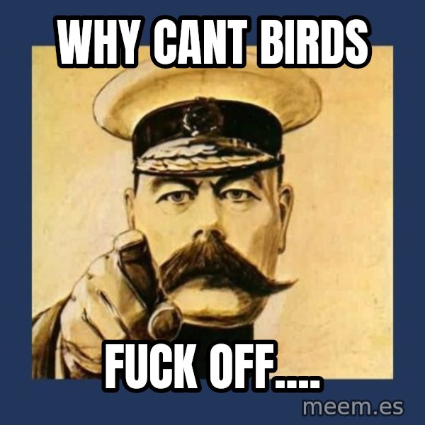 your country needs you meme: WHY CANT BIRDS / FUCK OFF....