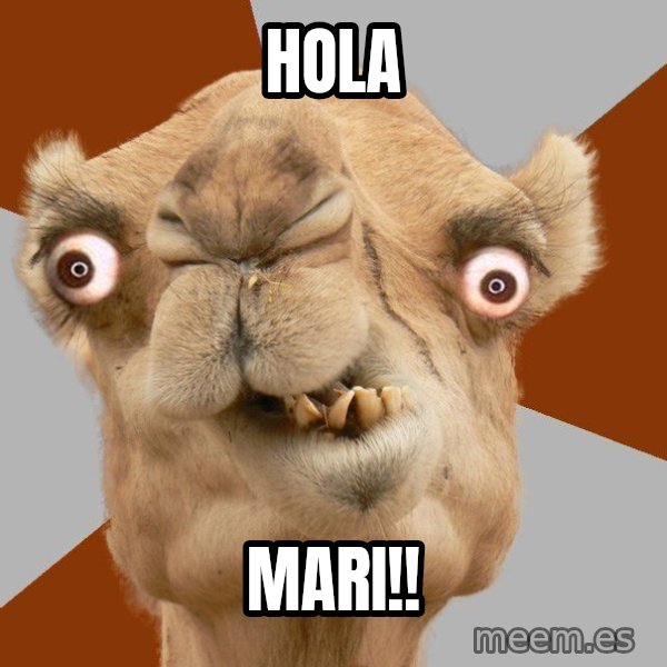 Crazy Camel lol meme: HOLA / MARI!!