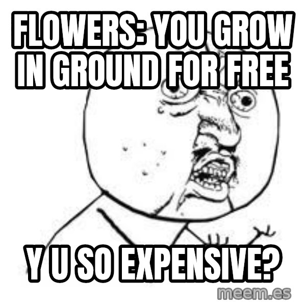 Y U SO meme: Flowers: You grow in ground for free / Y U SO EXPENSIVE?