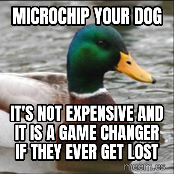 Actual Advice Mallard 1 meme: microchip your dog / it's not expensive and it is a game changer if they ever get lost