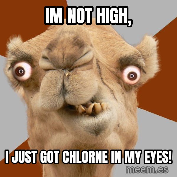 Crazy Camel lol meme: im not high, / i just got chlorne in my eyes!