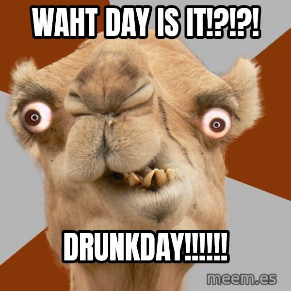 Crazy Camel lol meme: waht day is it!?!?! / DRUNKDAY!!!!!!