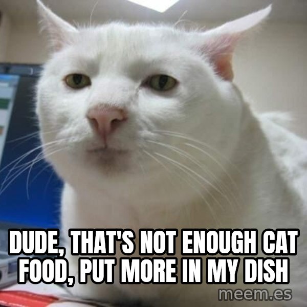 Serious Cat meme: dude, that's not enough cat food, put more in my dish