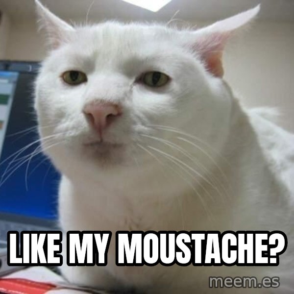 Serious Cat meme: like my moustache?