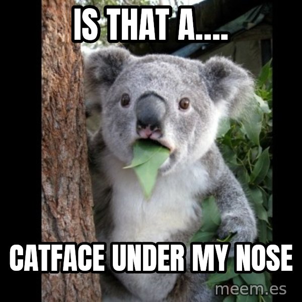 Koala can't believe it meme: is that a…. / catface under my nose