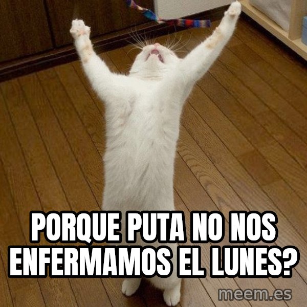 praise the lord cat meme: porque puta no nos enfermamos el lunes?
