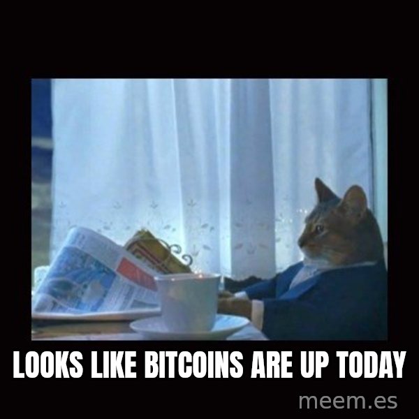 i should buy a boat cat meme: looks like bitcoins are up today
