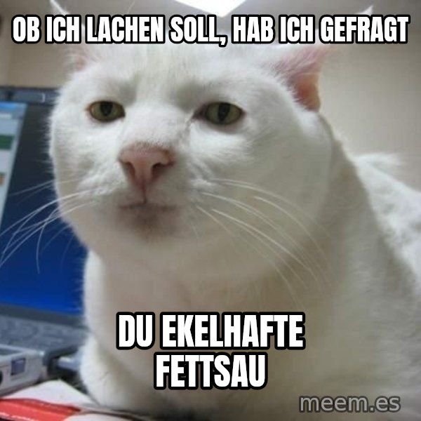 Serious Cat meme: Ob ich lachen soll, hab ich gefragt / du ekelhafte fettsau