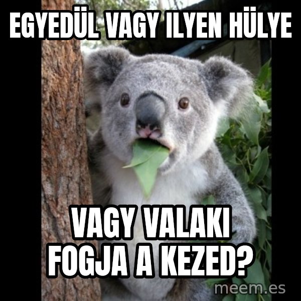 Koala can't believe it meme: egyedül vagy ilyen hülye / vagy valaki fogja a kezed?